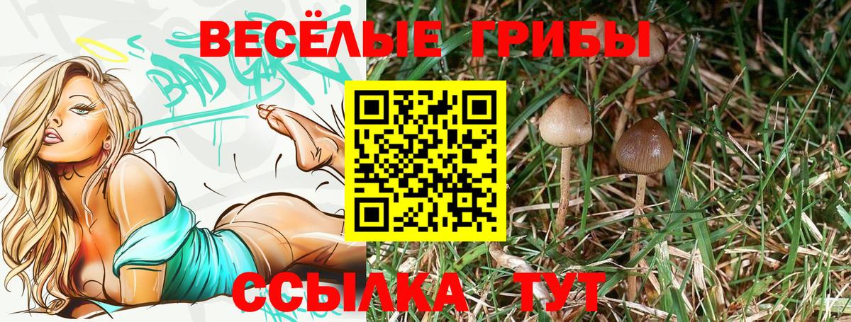 Псилоцибиновые грибы GOLDEN TEACHER Можга